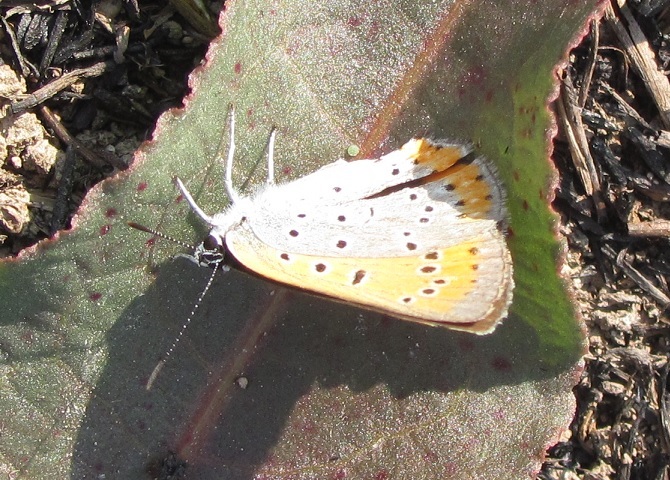 Lycaena dispar in deposizione